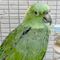 tsubasa2015年に里親が決まったボウシインコ