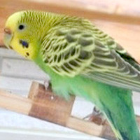 tsubasa2014年に里親が決まったセキセイインコ