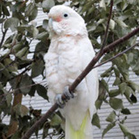 15年に里親が決まった鳥たち 飼い鳥のレスキュー団体 Tsubasa