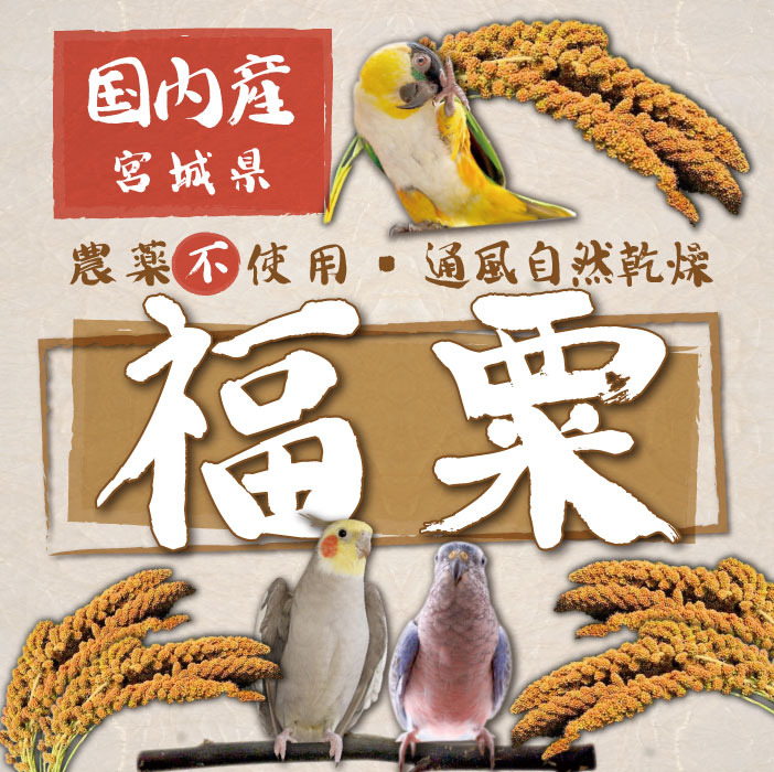 11月22日(土)11:15～通販スタート