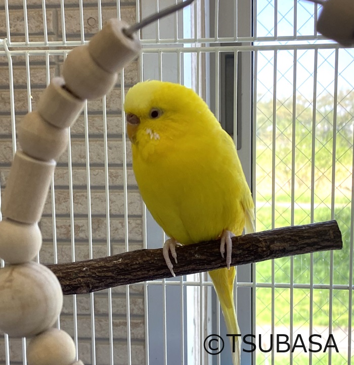 ❤️大量３２冊★鳥っこ倶楽部 全１６巻 全初版・全帯付き・インコ・鳥アンソロジー Amazon | FX-SHYQYYMZ クリアアクリル鳥かご 複数飼い大型インコ