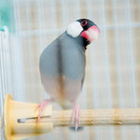 tsubasa2015年に里親が決まった文鳥