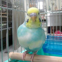 tsubasa2015年に里親が決まったセキセイインコ