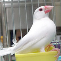 tsubasa2014年に里親が決まった文鳥