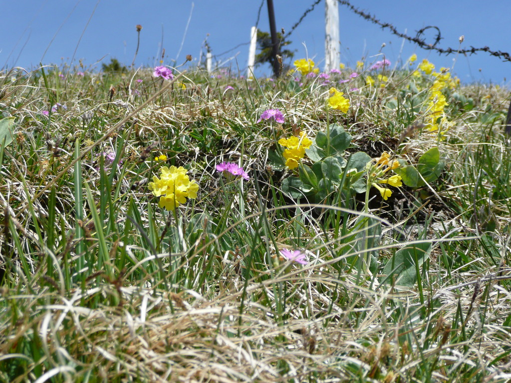 Blumenwiese am Alpkopf