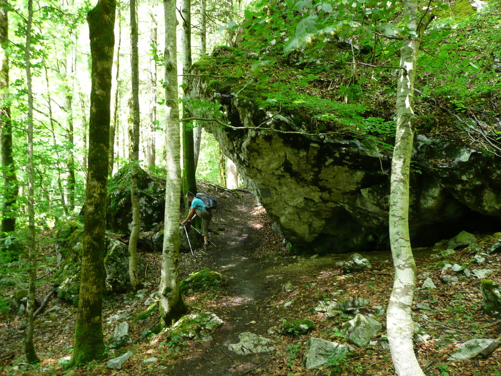 Steig durch Mischwald