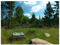 unberührte Natur der Jütländischen Heide.jpg