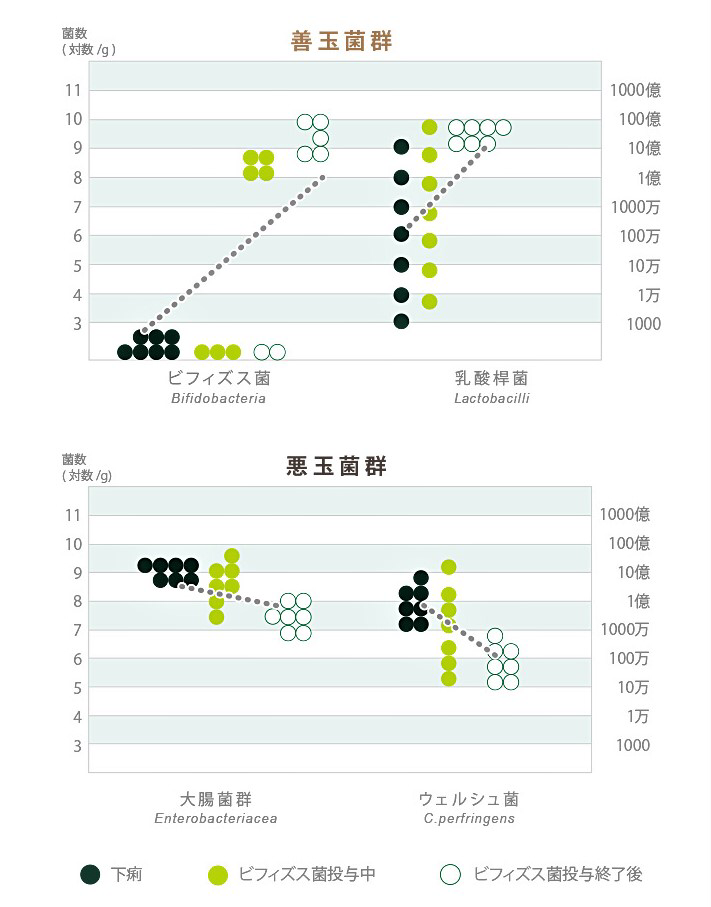 Bifi-S ビフィドバクテリウムシュードロングム菌(B. pseudolongum)の投与効果