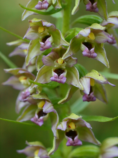 Stendelwurz (Epipactis helleborine)