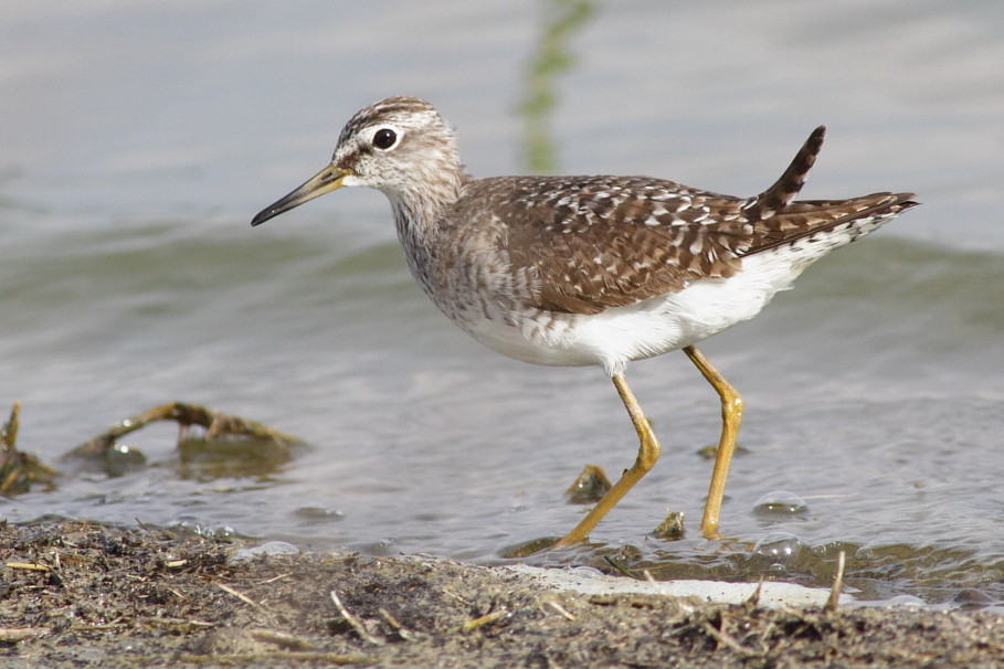 Bruchwasserläufer