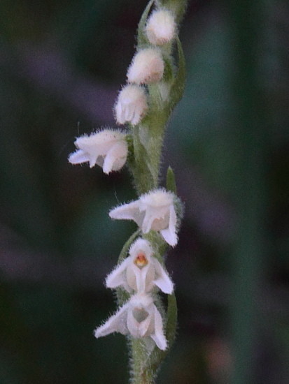 Netzblatt (Goodyera repens)