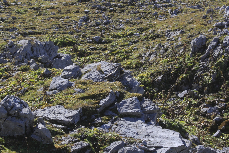 Schneehuhn (Bildmitte) am Mahnkopf