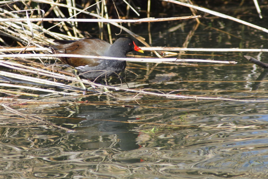 Teichhuhn