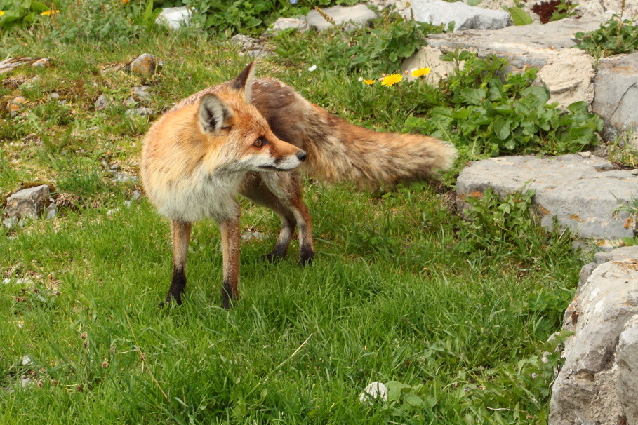 Fuchs am Lalidersalm-Hochleger