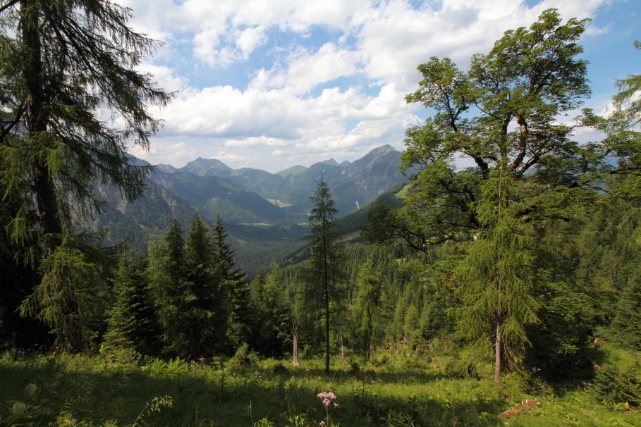 Das Revier rund um das Dristenautal ist von einem anderen Steinadlerpaar besetzt.