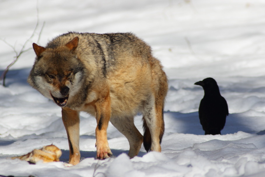 Wolf und Rabe