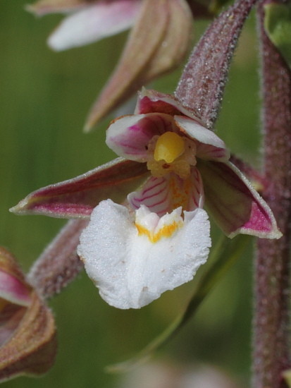 Sumpfwurz (Epipactis palustris)