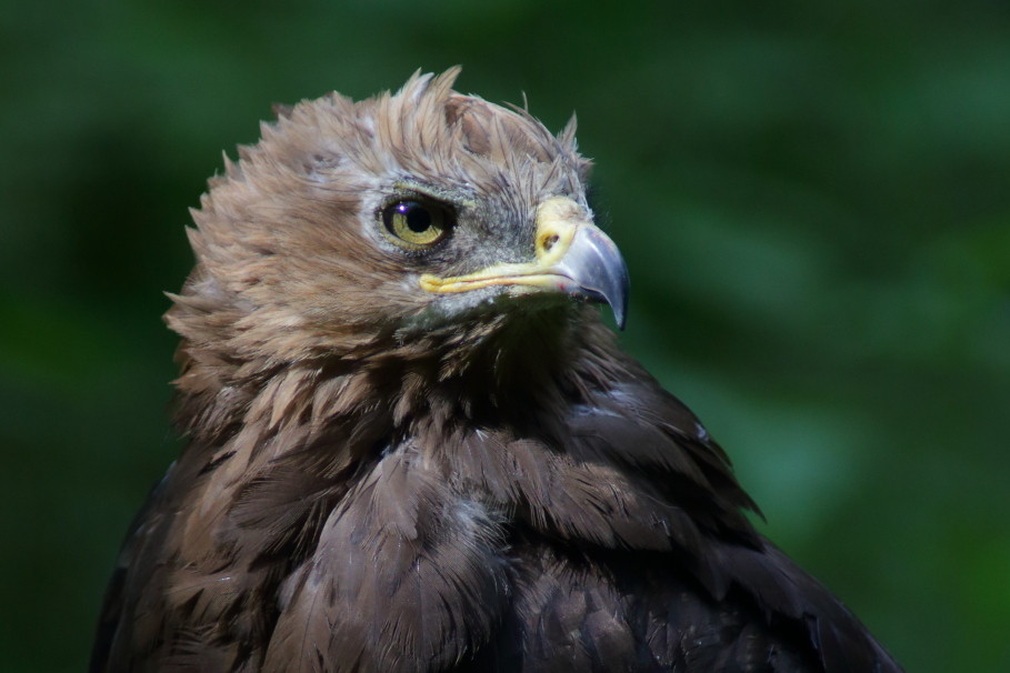 Schreiadler