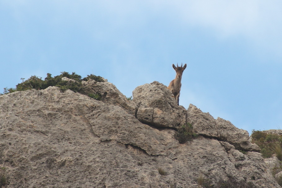 Spanischer Steinbock