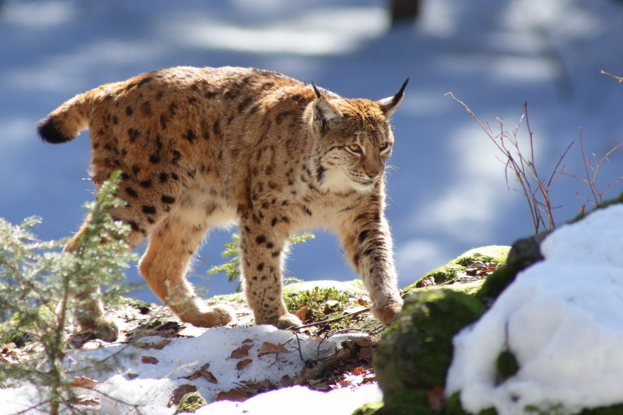 Luchs