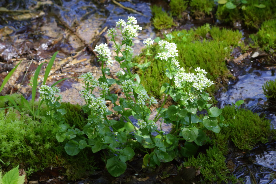 Bayerisches Löffelkraut im Kupferbachtal (Mai 2017)