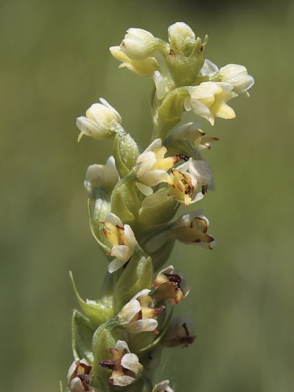 Weißzüngel (Pseudorchis albida)