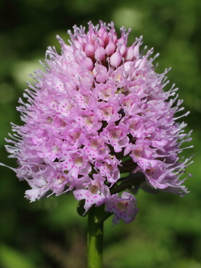 Kugelorchis (Traunsteinera globosa)