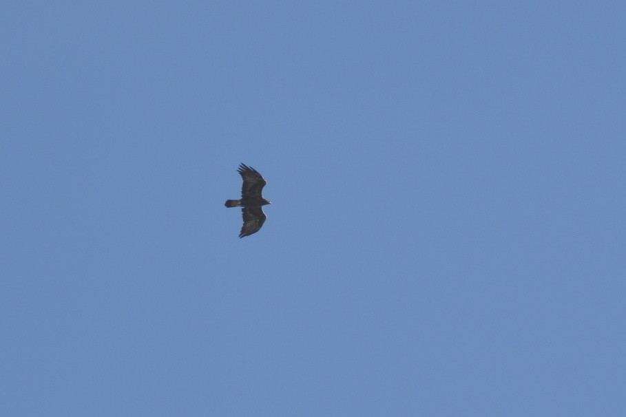 Steinadler im Vorbeiflug am Hundskopf