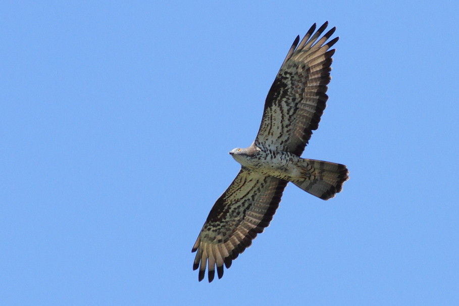 Wespenbussard