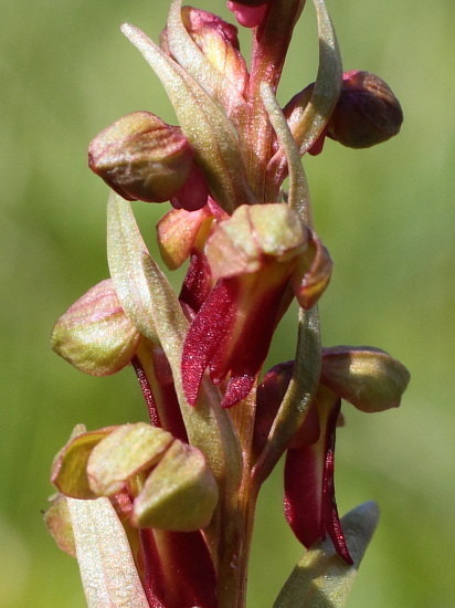 Hohlzunge (Coeloglossum viride)