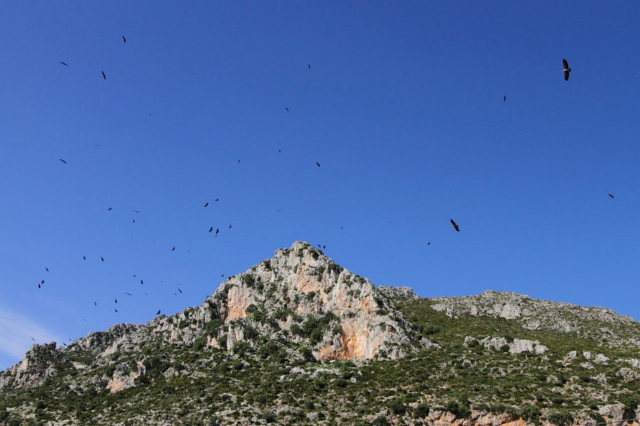 Geierkolonie der Sierra Crestellina