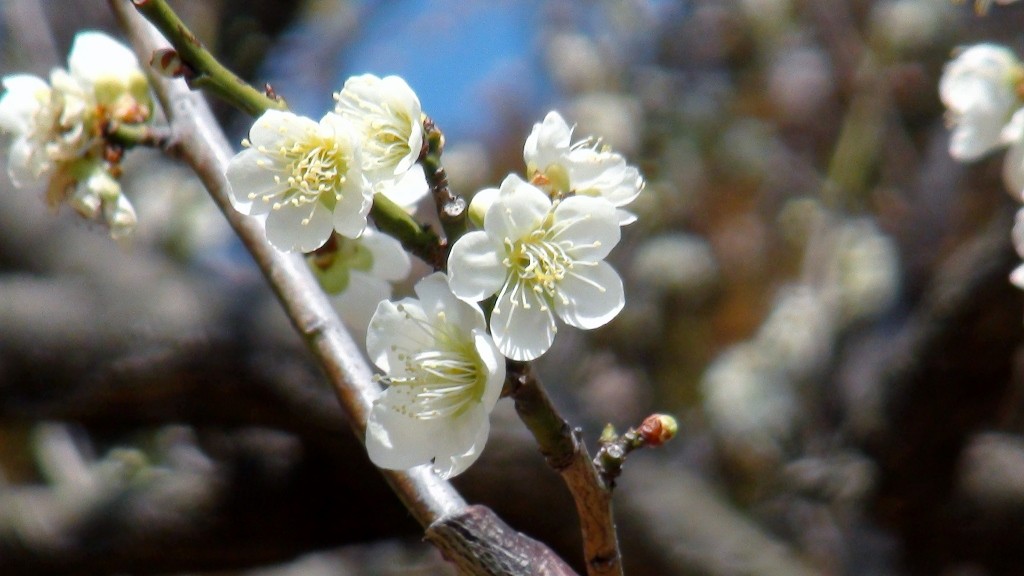 代表的な梅「思いのままに」や「白加賀」が春を彩ります