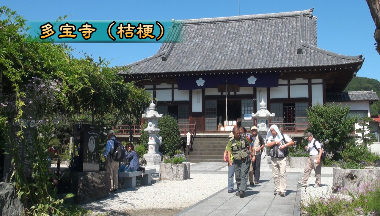 多宝寺はキキョウの寺