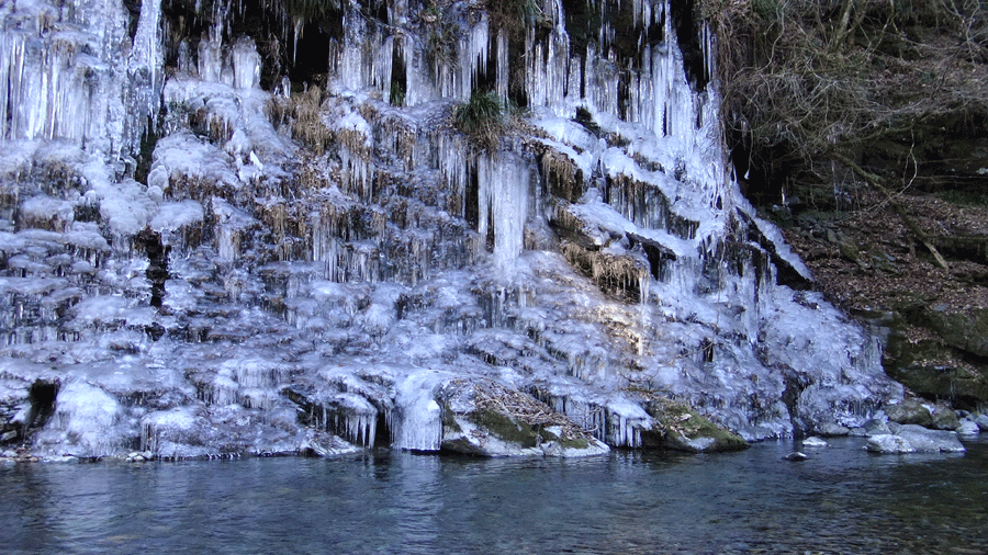 秩父市大滝の荒川河岸に大きな氷柱が出現しました