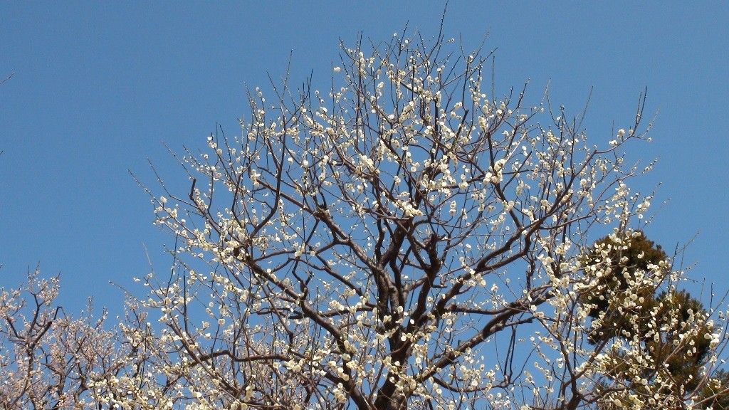 この日は晴れて暖かな日となり青空に梅の花が映えます