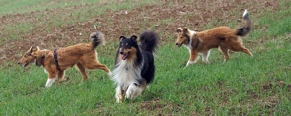 Edin, Milos, Elli