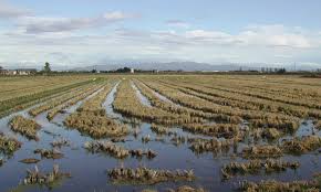 delta-del-ebro.jpg