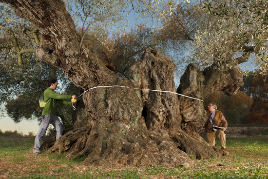 Resultado de imagen de olivos milenarios del Maestrat