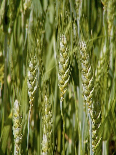 Casafredda ears of wheat