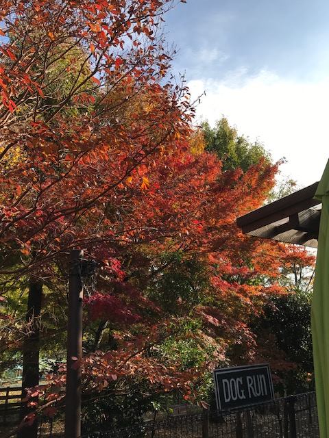 秋の紅葉も見事です