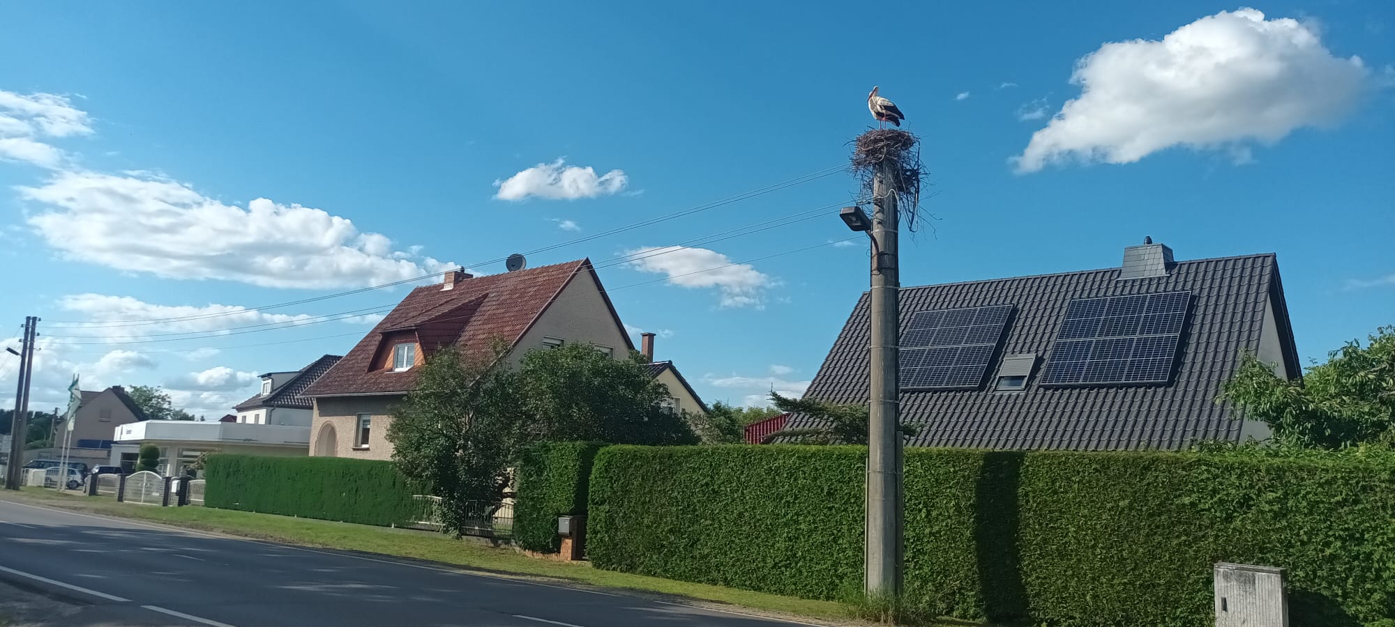 Storchenbericht Spreewald 2024
