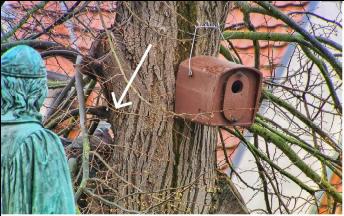 Kasten Nr. 1 aus einer anderen Perspektive & daneben die wachsam brütende Ringeltaube. Foto: S. Fuchs