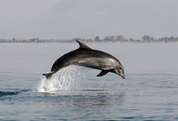 Delfino nel Golfo di Taranto ( Foto dello Ionian Dolphin Project )