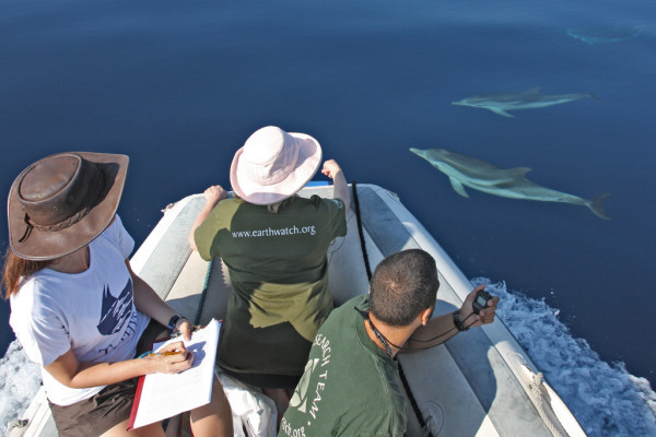 Turisti portati a Vedere i delfini nel Golfo di Taranto ( Foto dello Ionian Dolphin Project )