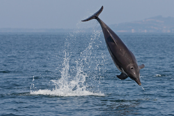 Dolfijn in de golf van Taranto ( Foto van het Ionian Dolphin Project ).