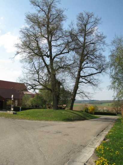 Lindebuck