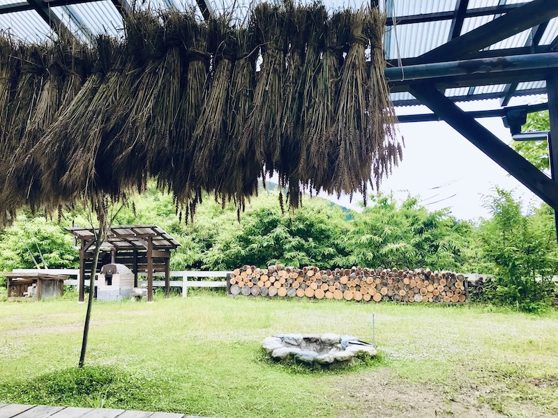 小麦の収穫【１年目の結果】