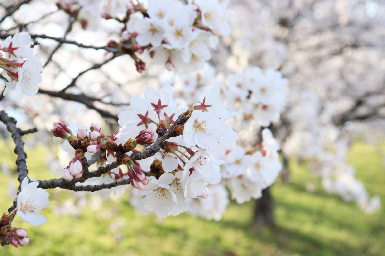 今年の桜は早咲き