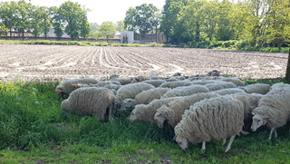 Alle aanwezige PROBUS schapen...