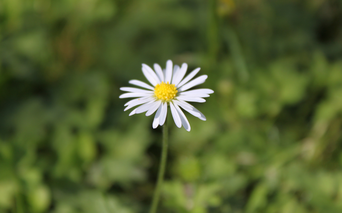 Gänseblümchen - 99designs-5ca1f98913866s Webseite!